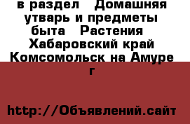  в раздел : Домашняя утварь и предметы быта » Растения . Хабаровский край,Комсомольск-на-Амуре г.